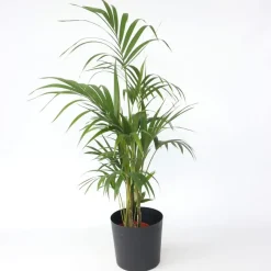 Kentiapalm - Howea forsteriana - Hoogte 130-140cm - ⌀21cm