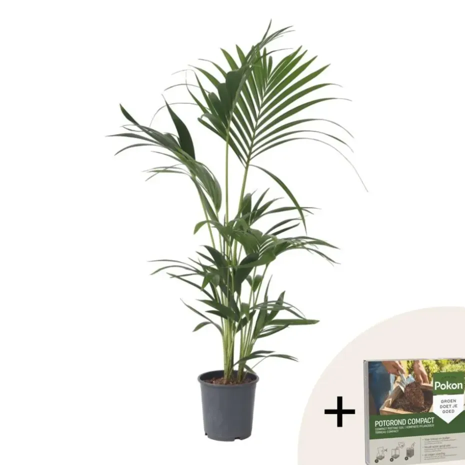 Kentiapalm - Howea forsteriana - Hoogte 90-100cm - ⌀18cm