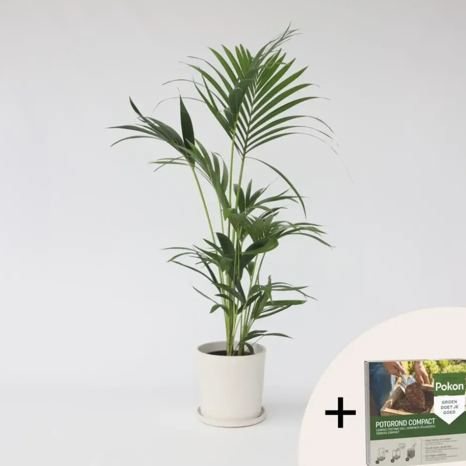 Kentiapalm - Howea forsteriana - Hoogte 90-100cm - ⌀18cm