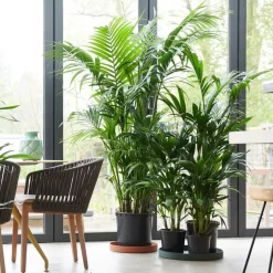 Kentiapalm - Howea forsteriana - Hoogte 90-100cm - ⌀18cm