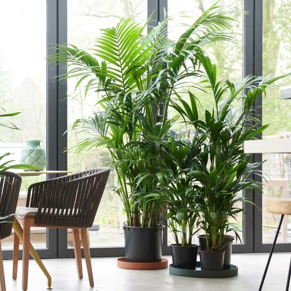 Kentiapalm - Howea forsteriana - Hoogte 90-100cm - ⌀18cm