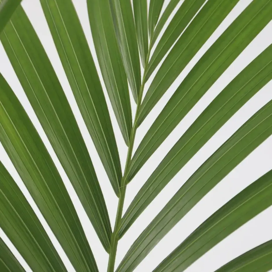 Kentiapalm - Howea forsteriana - Hoogte 90-100cm - ⌀18cm