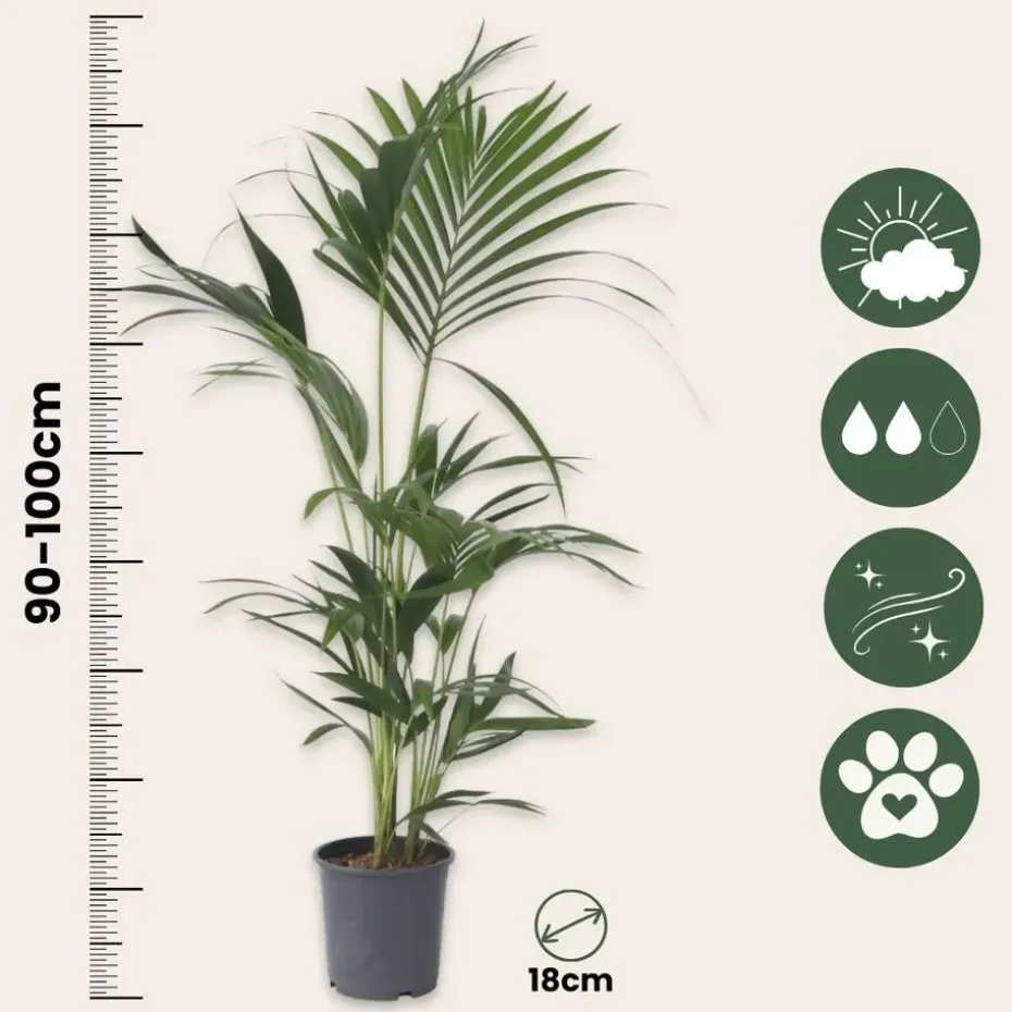 Kentiapalm - Howea forsteriana - Hoogte 90-100cm - ⌀18cm