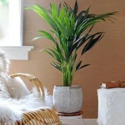 Kentiapalm - Howea forsteriana - Hoogte 90-100cm - ⌀18cm