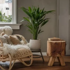 Kentiapalm - Howea forsteriana - Hoogte 90-100cm - ⌀18cm