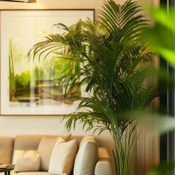 Kentiapalm - Howea forsteriana - Hoogte 90-100cm - ⌀18cm