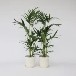 Kentiapalm - Set van 2 - Howea forsteriana - Hoogte 90-100cm - ⌀18cm