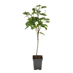 Kersenboom - Prunus avium 'Stella' - Zoete kers - Hoogte 90-110cm - ⌀23cm