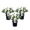 Kerstroos - Set van 3 - Helleborus niger 'Mont Blanc' - Hoogte 20-30cm - ⌀12cm