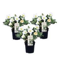 Kerstroos - Set van 3 - Helleborus niger 'Mont Blanc' - Hoogte 20-30cm - ⌀12cm