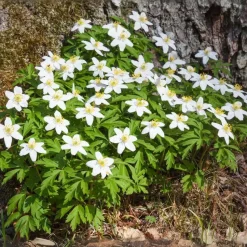 Kerstroos - Set van 3 - Helleborus niger 'Mont Blanc' - Hoogte 20-30cm - ⌀12cm