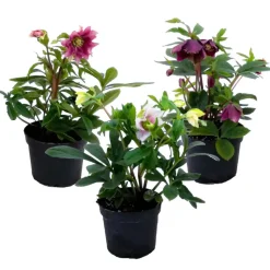 Kerstroos - Set van 3 - Helleborus orientalis - Hoogte 20-30cm - ⌀12cm