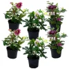Kerstroos - Set van 6 - Helleborus orientalis - Hoogte 20-30cm - ⌀12cm