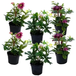 Kerstroos - Set van 6 - Helleborus orientalis - Hoogte 20-30cm - ⌀12cm