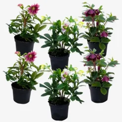 Kerstroos - Set van 6 - Helleborus orientalis - Hoogte 20-30cm - ⌀12cm