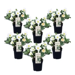 Kerstroos - Set van 6 - Helleborus niger 'Mont Blanc' - Hoogte 20-30cm - ⌀12cm