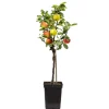 Klassieke Appelmix - Malus - Hoogte 60-70cm - ⌀17cm