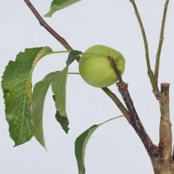 Klassieke Appelmix - Malus - Hoogte 60-70cm - ⌀17cm