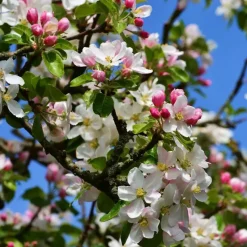 Klassieke Appelmix - Malus - Hoogte 60-70cm - ⌀17cm