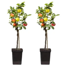Klassieke Appelmix - Set van 2 - Malus - Hoogte 60-70cm - ⌀17cm
