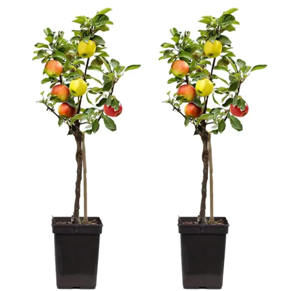 Klassieke Appelmix - Set van 2 - Malus - Hoogte 60-70cm - ⌀17cm