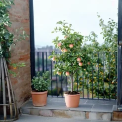 Klassieke Appelmix - Set van 2 - Malus - Hoogte 60-70cm - ⌀17cm