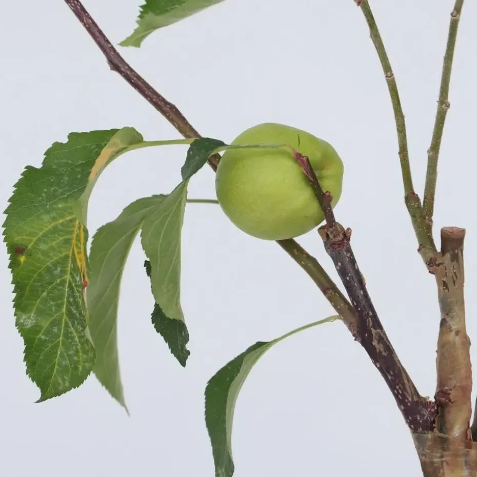 Klassieke Appelmix - Set van 2 - Malus - Hoogte 60-70cm - ⌀17cm