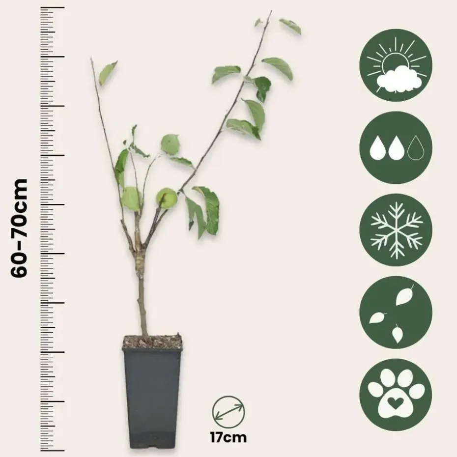 Klassieke Appelmix - Set van 2 - Malus - Hoogte 60-70cm - ⌀17cm