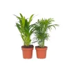 Kleine kamerpalmen - Set van 2 - Dypsis, Chamaedorea - Hoogte 25-40cm - ⌀12cm