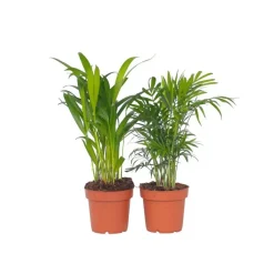 Kleine kamerpalmen - Set van 2 - Dypsis, Chamaedorea - Hoogte 25-40cm - ⌀12cm
