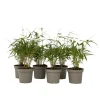 Kleurrijke Bamboe - Set van 6 - Fargesia 'Asian Wonder' - Hoogte 25-40cm - ⌀13cm