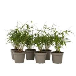 Kleurrijke Bamboe - Set van 6 - Fargesia 'Asian Wonder' - Hoogte 25-40cm - ⌀13cm