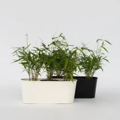 Kleurrijke Bamboe - Set van 6 - Fargesia 'Asian Wonder' - Hoogte 25-40cm - ⌀13cm