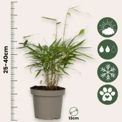 Kleurrijke Bamboe - Set van 6 - Fargesia 'Asian Wonder' - Hoogte 25-40cm - ⌀13cm