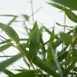 Kleurrijke Bamboe - Set van 6 - Fargesia 'Asian Wonder' - Hoogte 25-40cm - ⌀13cm