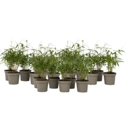 Kleurrijke Bamboe - Set van 18 - Fargesia 'Asian Wonder - Hoogte 25-40cm - ⌀13cm