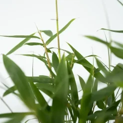 Kleurrijke Bamboe - Set van 18 - Fargesia 'Asian Wonder - Hoogte 25-40cm - ⌀13cm