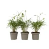 Kleurrijke Bamboe - Set van 3 - Fargesia 'Asian Wonder' - Hoogte 25-40cm - ⌀13cm
