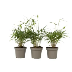 Kleurrijke Bamboe - Set van 3 - Fargesia 'Asian Wonder' - Hoogte 25-40cm - ⌀13cm