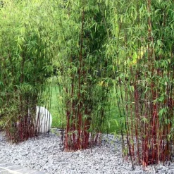 Kleurrijke Bamboe - Set van 3 - Fargesia 'Asian Wonder' - Hoogte 25-40cm - ⌀13cm