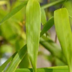 Kleurrijke Bamboe - Set van 3 - Fargesia 'Asian Wonder' - Hoogte 25-40cm - ⌀13cm