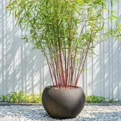 Kleurrijke Bamboe - Set van 3 - Fargesia 'Asian Wonder' - Hoogte 25-40cm - ⌀13cm