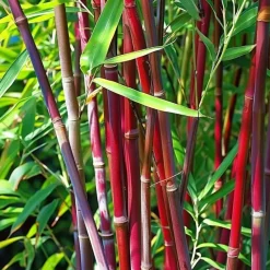 Kleurrijke Bamboe - Set van 3 - Fargesia 'Asian Wonder' - Hoogte 25-40cm - ⌀13cm