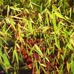 Kleurrijke Bamboe - Set van 3 - Fargesia 'Asian Wonder' - Hoogte 25-40cm - ⌀13cm