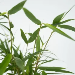 Kleurrijke Bamboe - Set van 3 - Fargesia 'Asian Wonder' - Hoogte 25-40cm - ⌀13cm