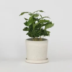 Koffieplant - Coffea arabica - Hoogte 25-40cm - ⌀12cm