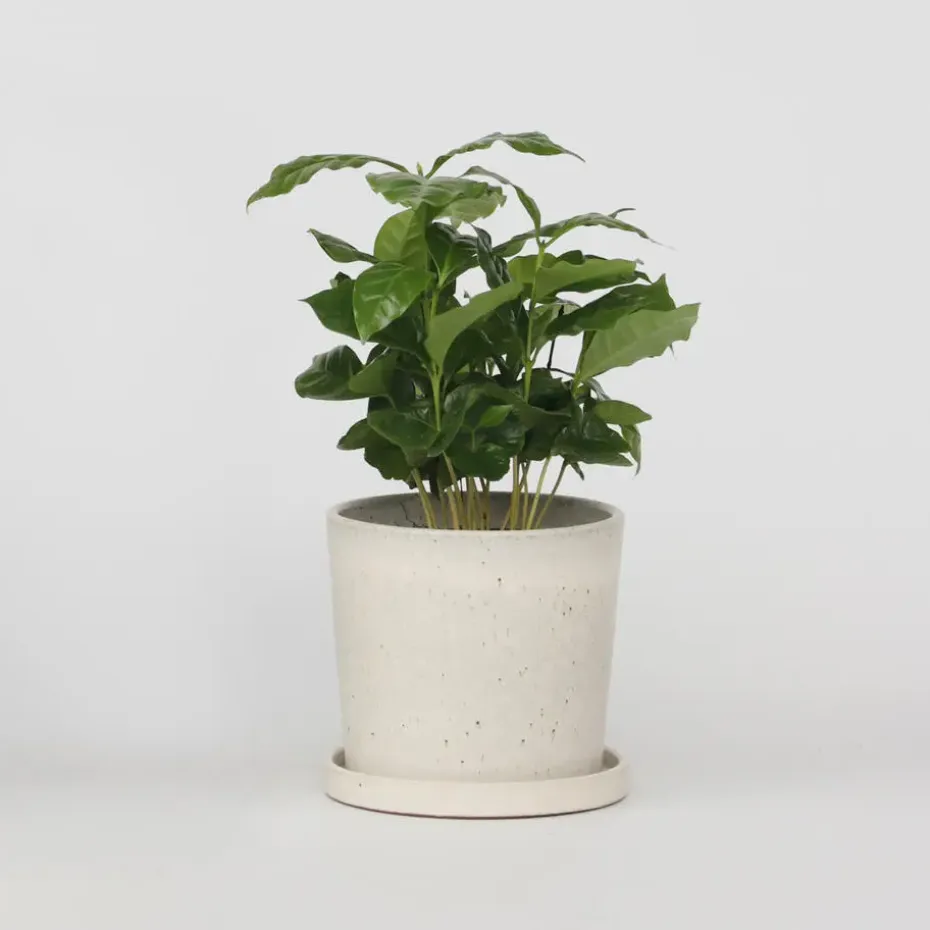 Koffieplant - Coffea arabica - Hoogte 25-40cm - ⌀12cm