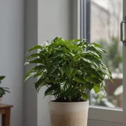 Koffieplant - Coffea arabica - Hoogte 25-40cm - ⌀12cm