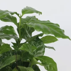 Koffieplant - Coffea arabica - Hoogte 25-40cm - ⌀12cm