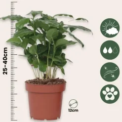 Koffieplant - Coffea arabica - Hoogte 25-40cm - ⌀12cm